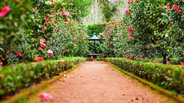 comment concevoir un jardin avec des massifs de fleurs de différentes hauteurs